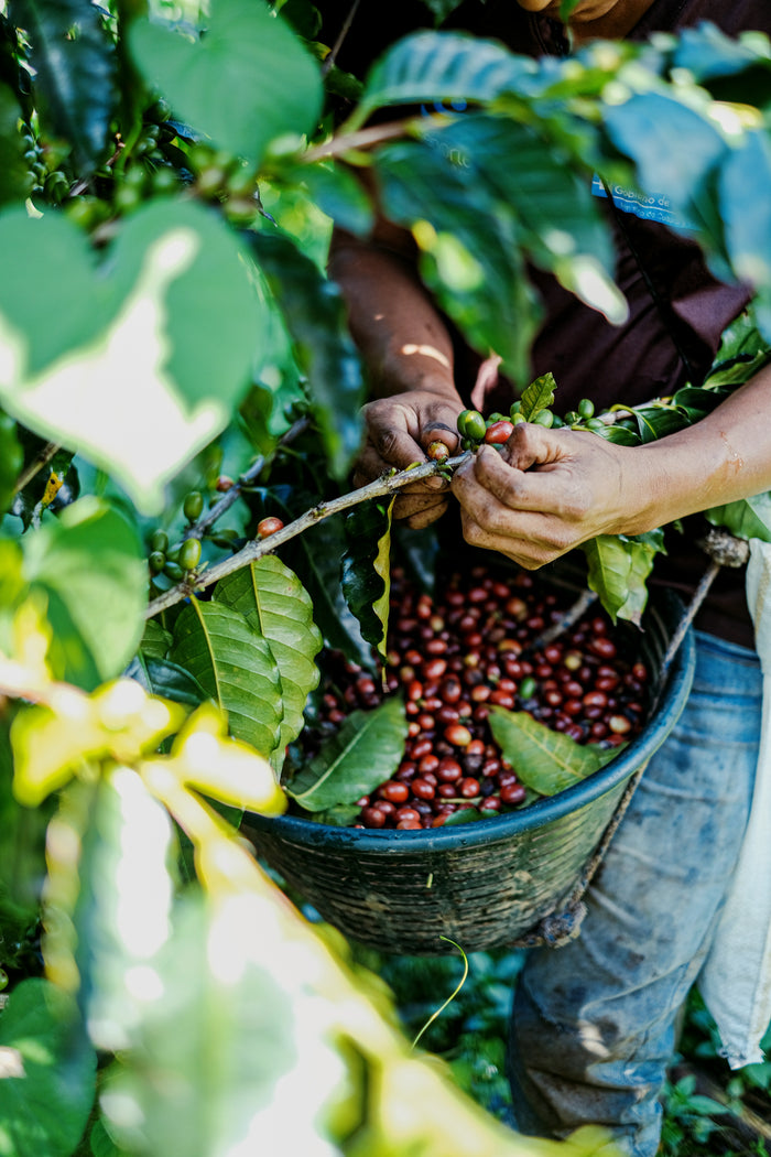 Thoughtful From Bean to Cup.